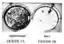 Fig. 07 - Custom-made meganuclease and use thereof