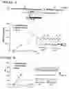 Fig. 09 - Custom-made meganuclease and use thereof