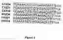 Fig. 11 - Custom-made meganuclease and use thereof