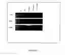 Fig. 03 - Transgenic chickens