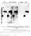 Fig. 12 - Transgenic chickens