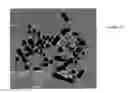 Fig. 13 - Transgenic chickens