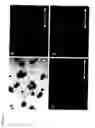 Fig. 03 - Derivation of embryonic stem cells