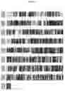 Fig. 06 - Sesquiterpene synthases from patchouli