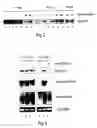 Fig. 03 - Method for the preparation of transgenic plants characterised by geminivirus lasting resistance