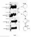Fig. 05 - Method for the preparation of transgenic plants characterised by geminivirus lasting resistance