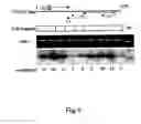Fig. 06 - Method for the preparation of transgenic plants characterised by geminivirus lasting resistance