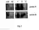 Fig. 07 - Method for the preparation of transgenic plants characterised by geminivirus lasting resistance