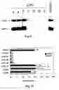 Fig. 09 - Method for the preparation of transgenic plants characterised by geminivirus lasting resistance