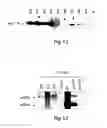 Fig. 11 - Method for the preparation of transgenic plants characterised by geminivirus lasting resistance