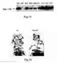 Fig. 12 - Method for the preparation of transgenic plants characterised by geminivirus lasting resistance