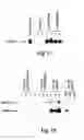 Fig. 15 - Method for the preparation of transgenic plants characterised by geminivirus lasting resistance