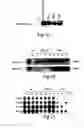 Fig. 16 - Method for the preparation of transgenic plants characterised by geminivirus lasting resistance