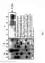 Fig. 05 - Cellulose synthase promoter and method for modifying cellulose and lignin biosynthesis in plants
