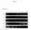 Fig. 02 - Stress-induced promoter and method of using the same