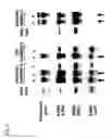 Fig. 07 - Stress-induced promoter and method of using the same