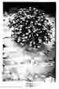 Fig. 03 - Deciduous flowering shrub