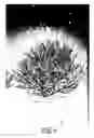 Fig. 06 - Deciduous flowering shrub