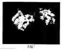 Fig. 07 - Deciduous flowering shrub