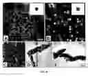 Fig. 09 - Method of producing gold nanoprisms