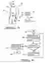 Fig. 04 - System and method of active neuro-protection for detecting and arresting traumatic brain injury and spinal cord injury