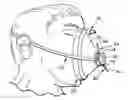 Fig. 01 - Face mask strap system
