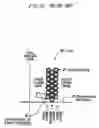 Fig. 22 - Level wound coil, method of manufacturing same, and package for same