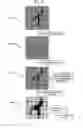 Fig. 10 - Display apparatus, display control apparatus, display method, and computer-readable recording medium recording display control program