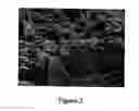 Fig. 03 - Photonic bandgap materials based on silicon