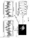 Fig. 16 - Method for detecting vibrations in a biological organism using real-time vibration imaging
