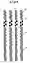 Fig. 46 - Information recording media, a method for recording/reproducing information, an apparatus for recording/reproducing information