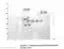 Fig. 07 - Analysis of array/assay data utilizing transformation of scatter plot to image plot