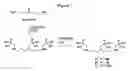 Fig. 08 - Targeting chelants and chelates