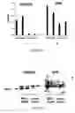 Fig. 02 - Anti-angiogenic methods and compositions