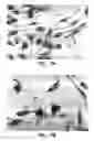 Fig. 14 - Detection of cholesterol ozonation products