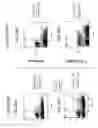 Fig. 22 - Hematopoietic cell selectin ligand polypeptides and methods of use thereof