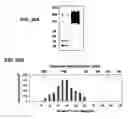 Fig. 32 - Hematopoietic cell selectin ligand polypeptides and methods of use thereof