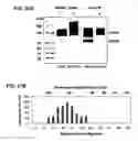 Fig. 33 - Hematopoietic cell selectin ligand polypeptides and methods of use thereof