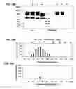 Fig. 35 - Hematopoietic cell selectin ligand polypeptides and methods of use thereof