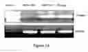 Fig. 04 - Methods and compositions for cancer treatment