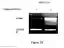 Fig. 05 - Methods and compositions for cancer treatment
