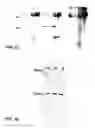 Fig. 16 - Engineering antibodies that bind irreversibly