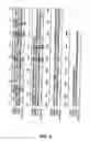Fig. 03 - Nucleic acids encoding antigen and uses thereof