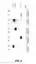 Fig. 05 - Nucleic acids encoding antigen and uses thereof