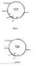 Fig. 04 - Method for the production of hiv-1 gag virus-like particles
