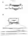 Fig. 03 - Recombinant BCG vaccine