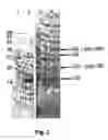 Fig. 03 - Hiv-peptide-carrier-conjugates