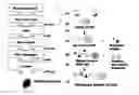 Fig. 01 - Minor allergen control to increase safety of immunotherapy