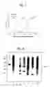 Fig. 06 - Minor allergen control to increase safety of immunotherapy