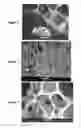 Fig. 03 - RESORBABLE STRUCTURE FOR TREATING AND HEALING OF TISSUE DEFECTS